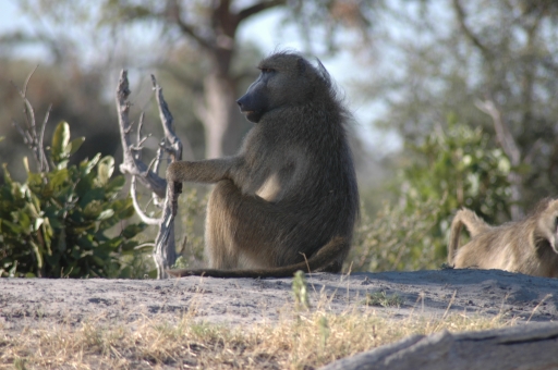 Baboon and stick 